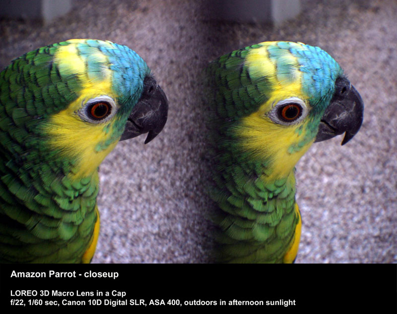 Amazon Parrot - closeup