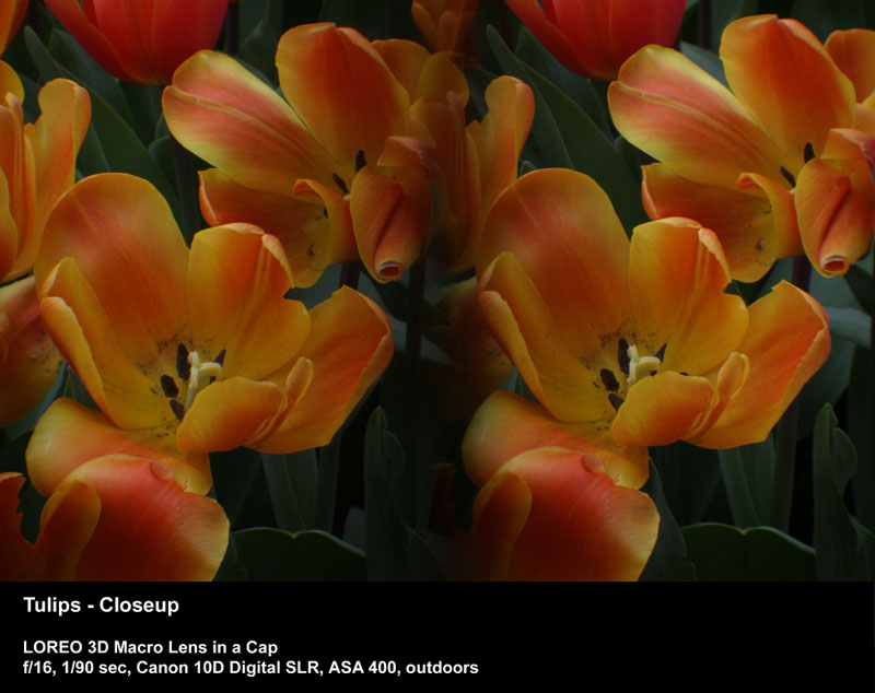 Tulips - Closeup