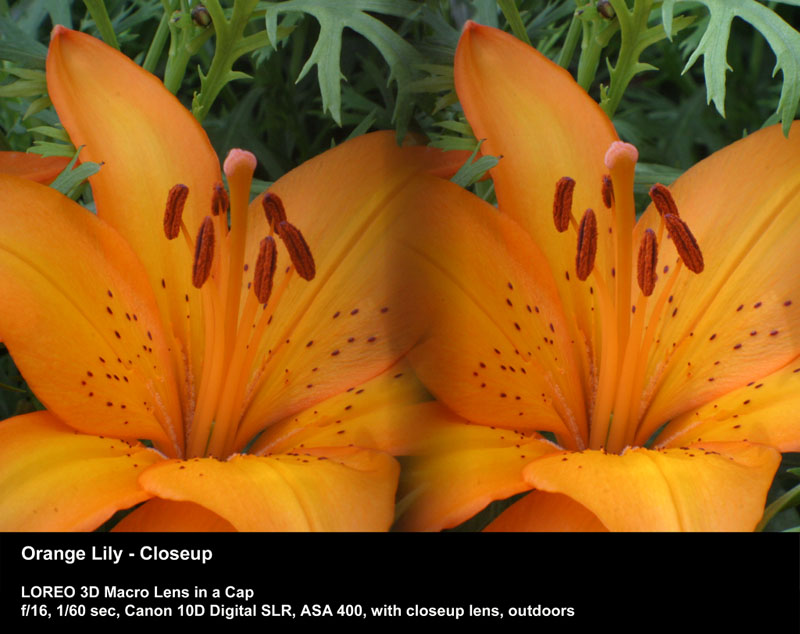 Orange Lily - Closeup