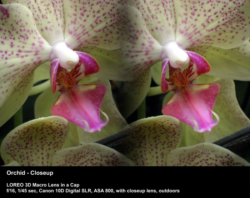 Orchid - Closeup