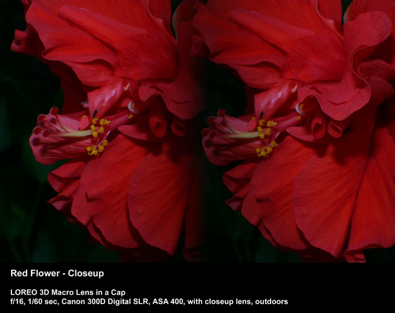 Red Flower - Closeup