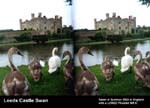 Leeds Castle Swan
