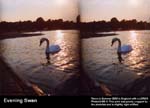 Evening Swan